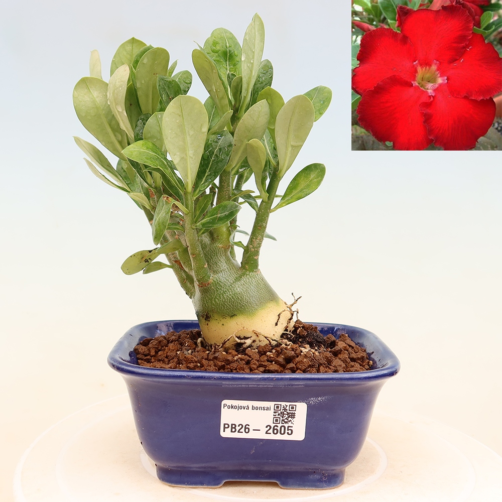 Bonsai pokojowe – Adenium obesum Red Star – Róża pustynna