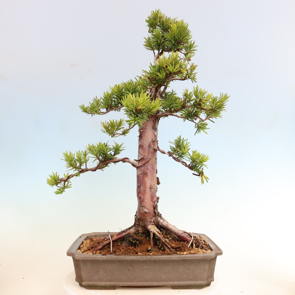 Bonsai ogrodowe – Taxus cuspidata  – cis japoński