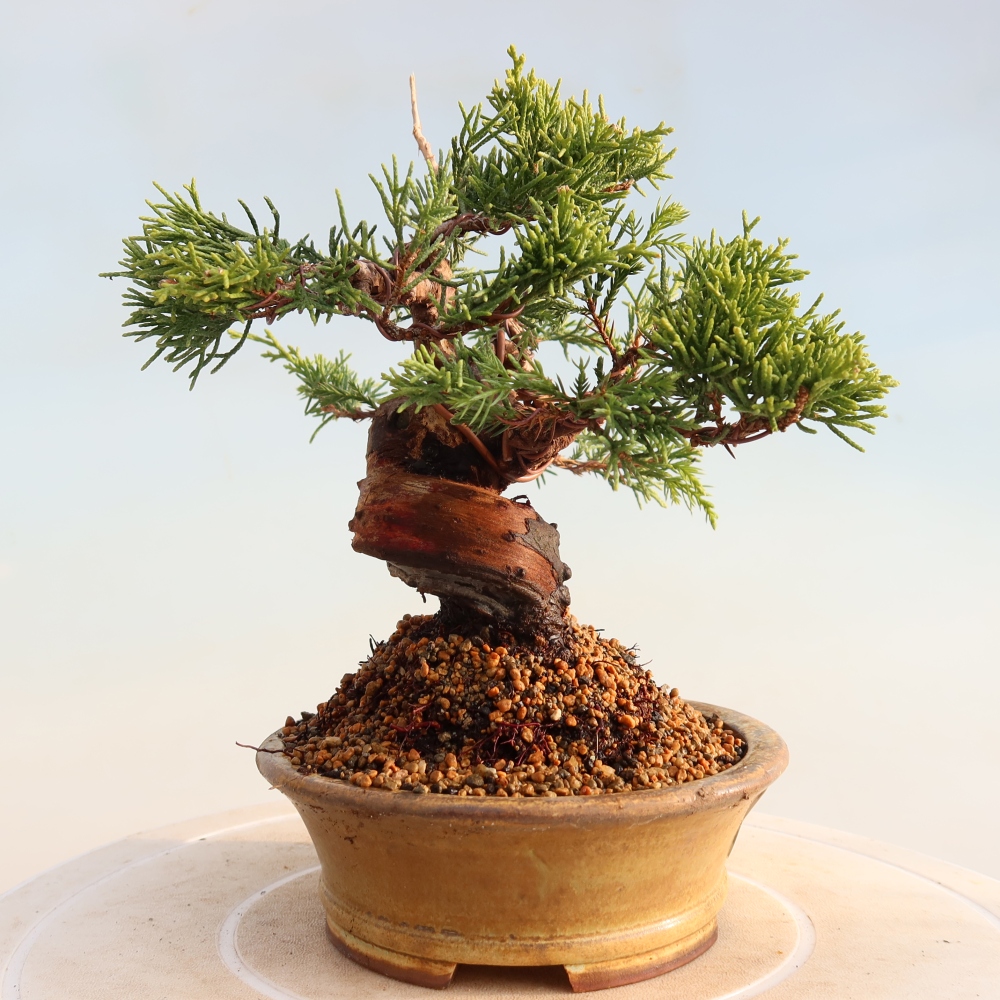 Outdoor bonsai - Juniperus chinensis Itoigawa - Jałowiec chiński