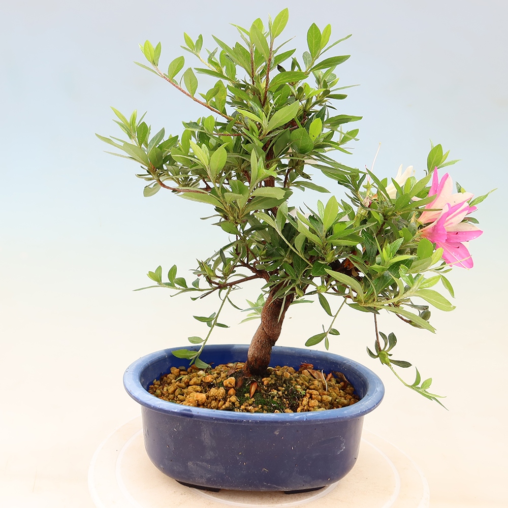 Bonsai zewnętrzne - Azalia japońska - Azalia Hand