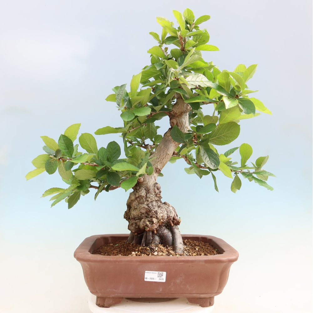 Bonsai ogrodowe – Photinia villosa