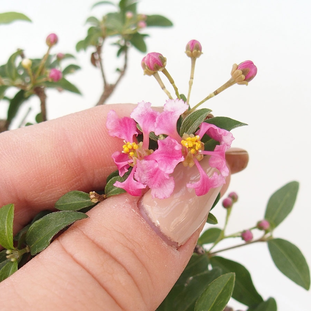 Bonsai pokojowe – Malpighia barbadoska – Malpighia glabra 