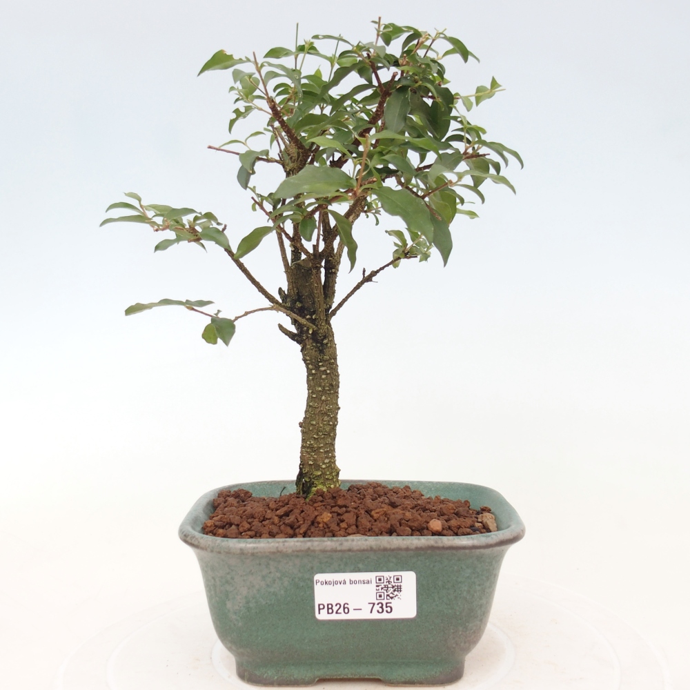 Pokój bonsai - Malpighia coccigera- Barbdor Cherry