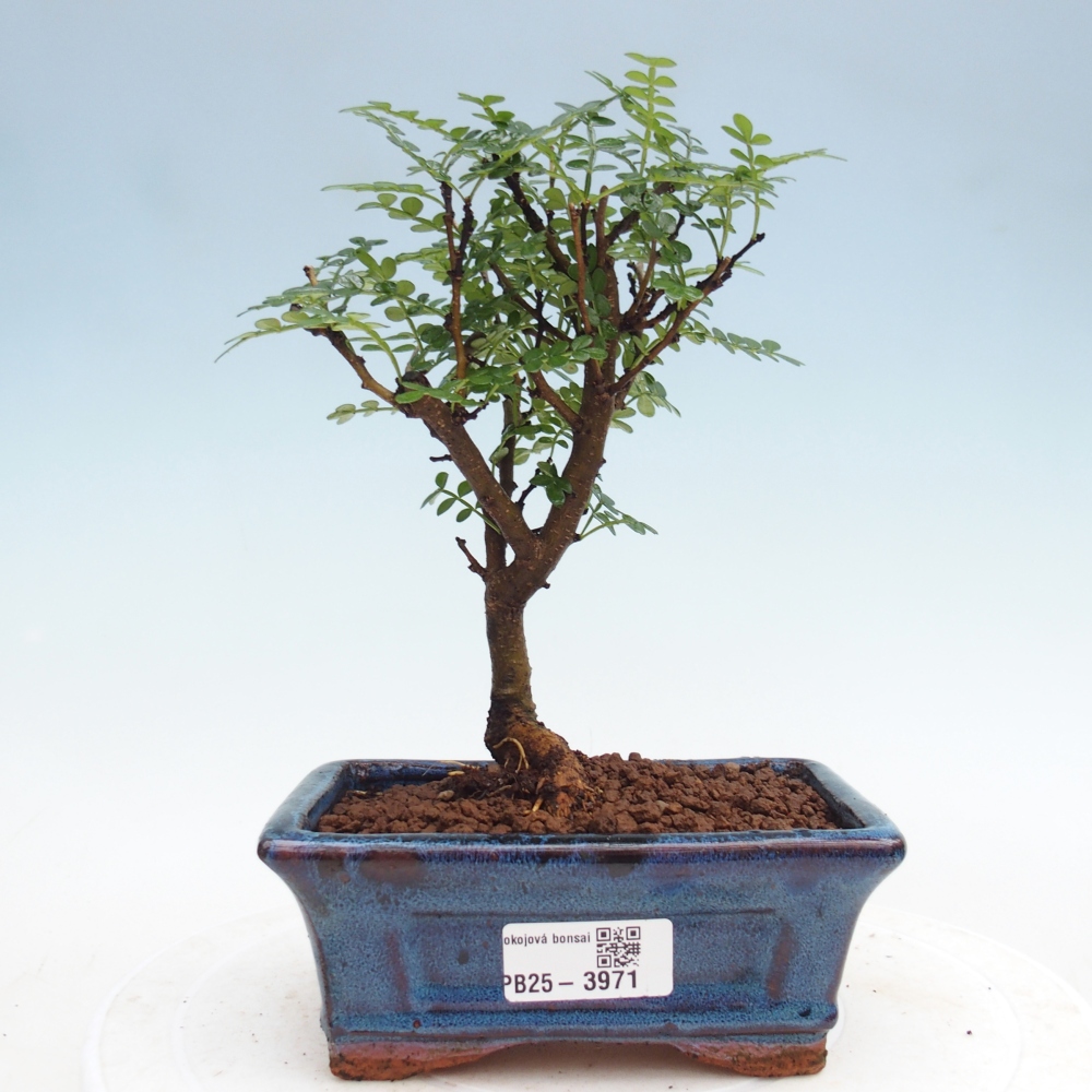 Pokój bonsai - Zantoxylum piperitum - drzewo pieprzowe