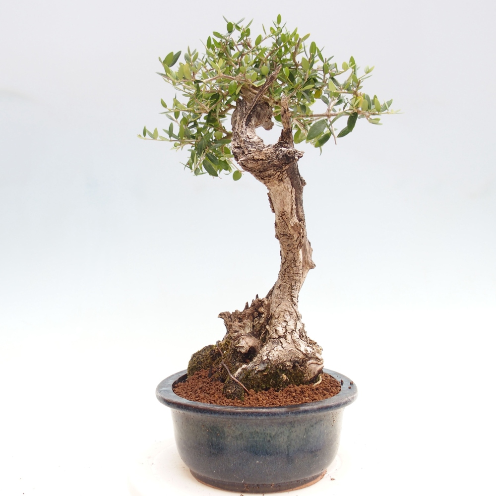 Kryte bonsai - Olea europaea sylvestris - Europejska oliwa z małych liści