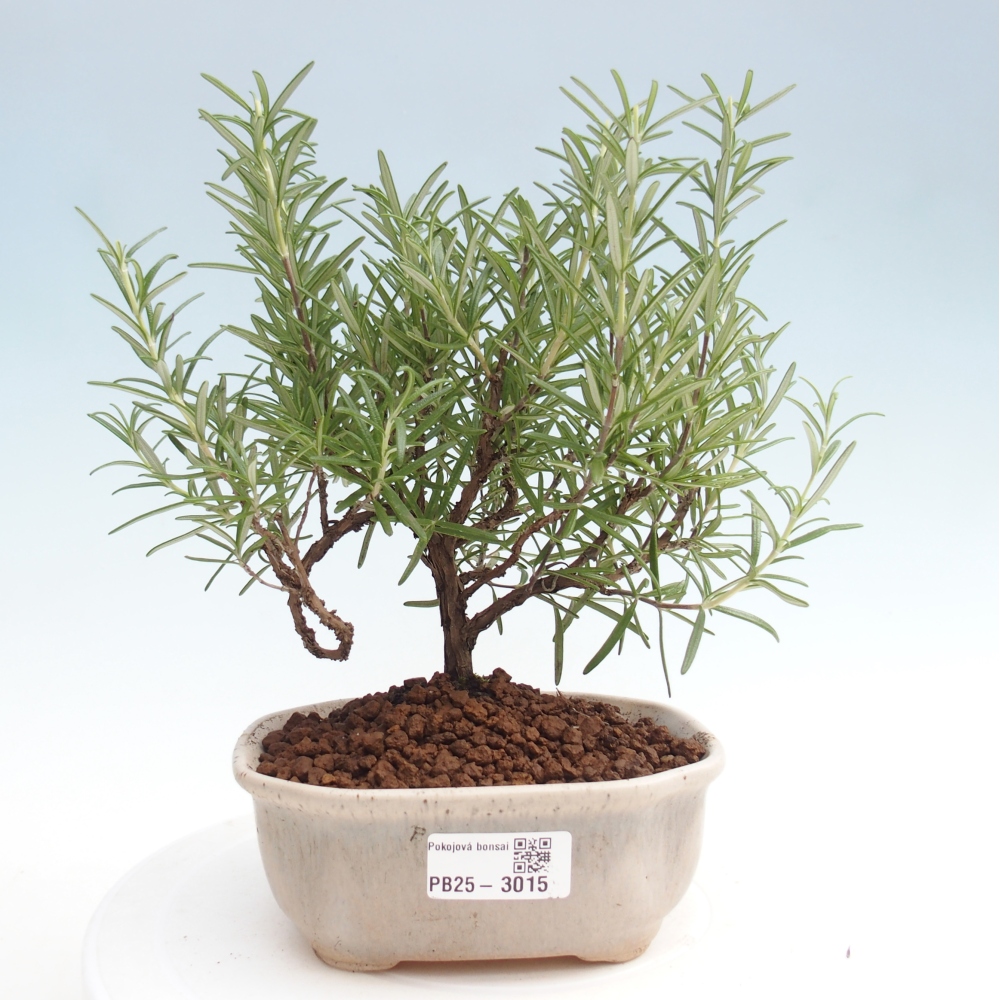 Kryte bonsai - Rozmaryn-Rosmarinus officinalis