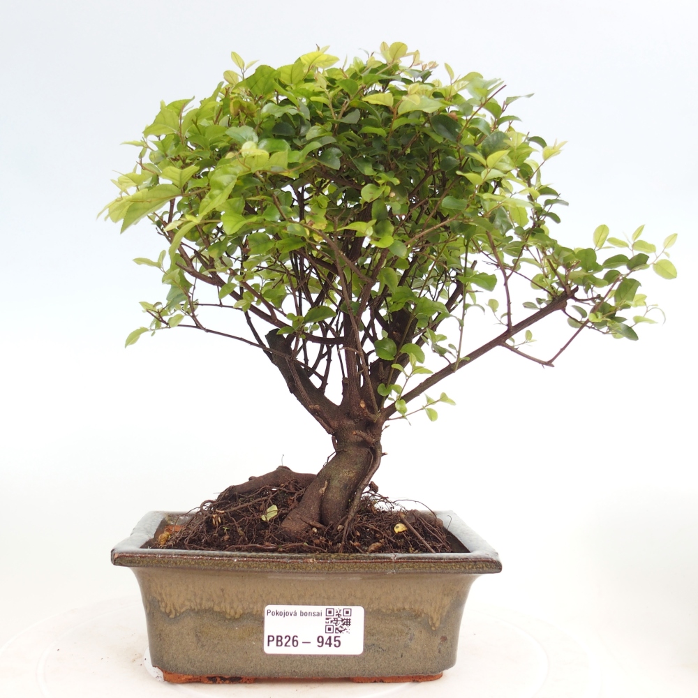Bonsai pokojowe - Sageretia thea - Sageretia thea