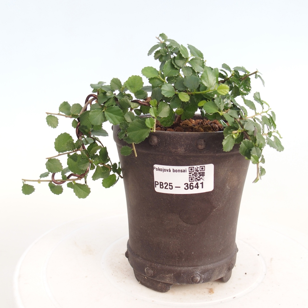 Pokój bonsai - Grewia sp. - Grewia malafolia