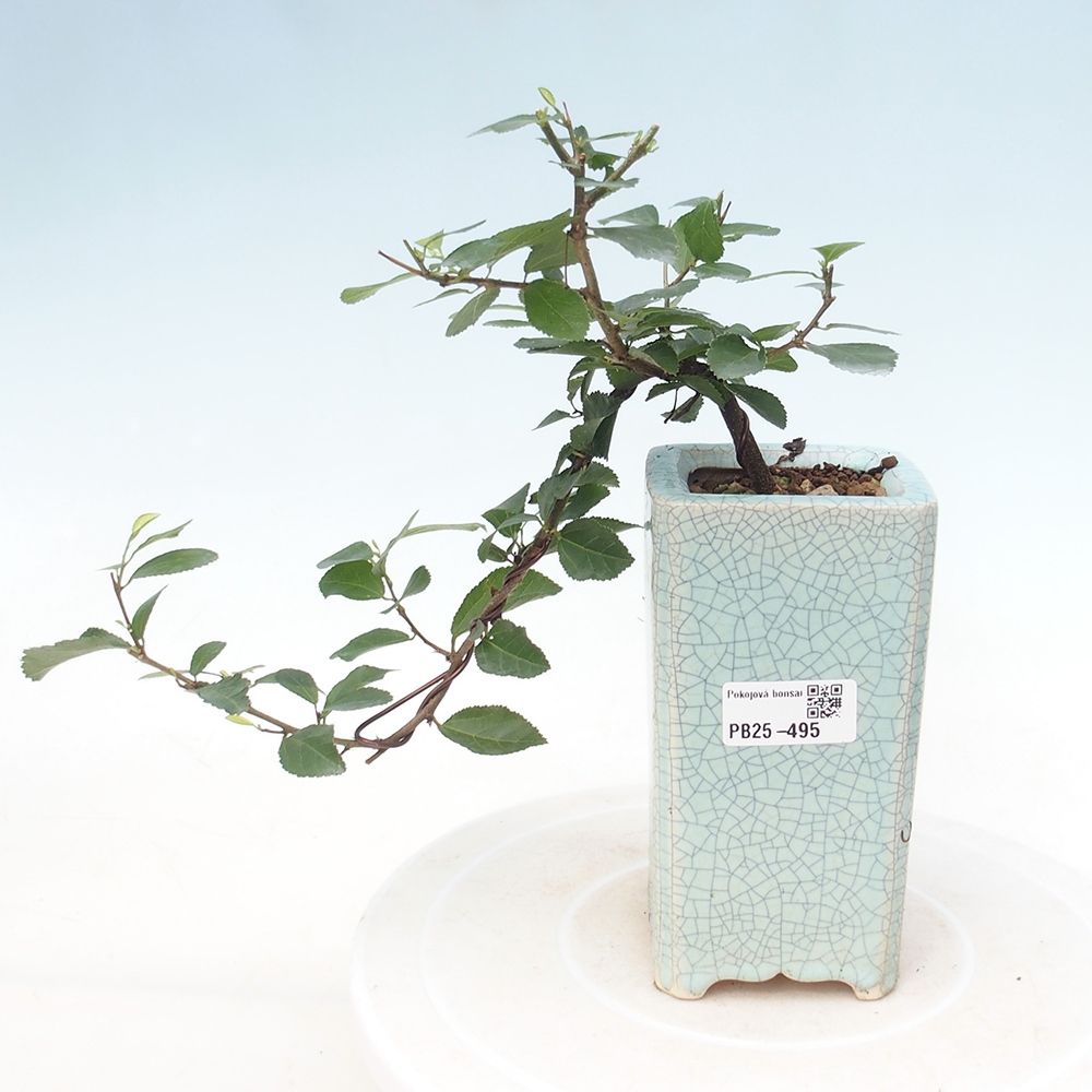 Kryty bonsai - Grewia occidentalis - Lawendowa gwiazda