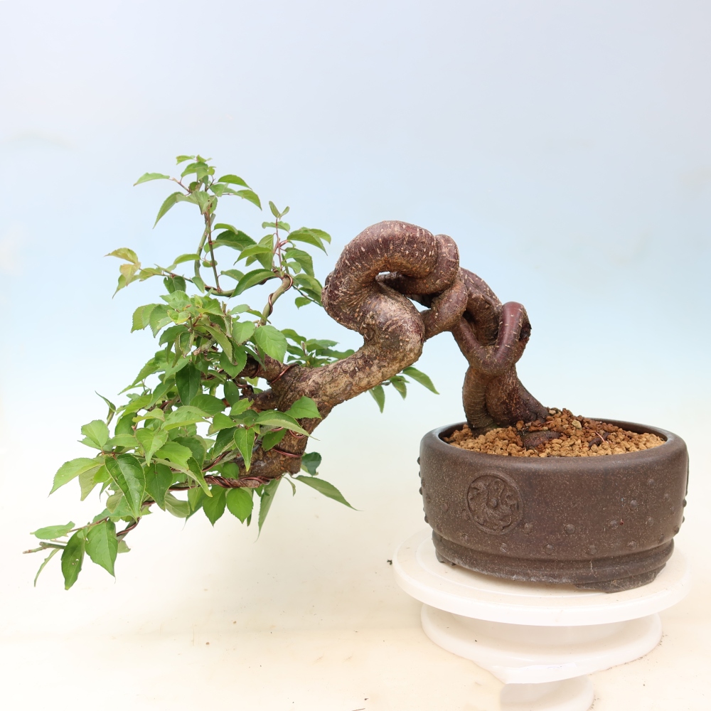 Bonsai ogrodowe – japońska śliwka – Prunus Mume