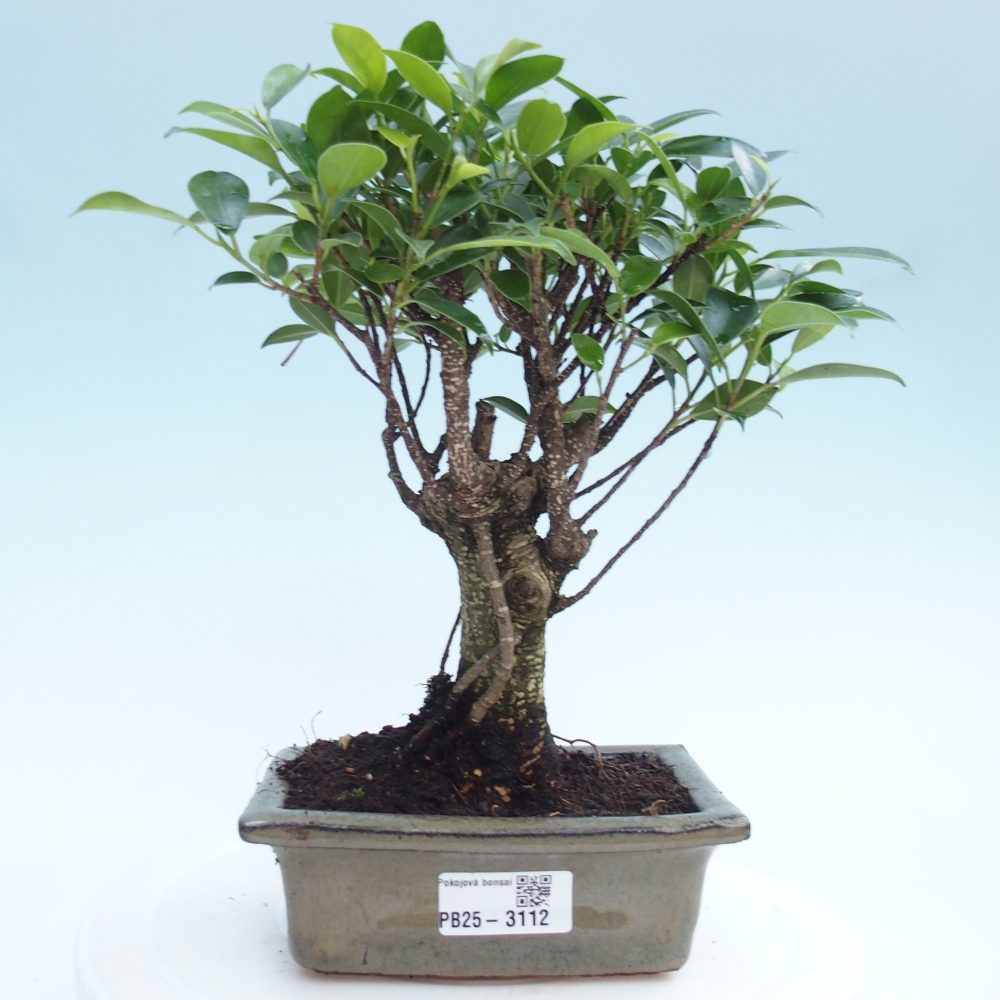 Bonsai wewnętrzne - Ficus retusa - figowiec drobnolistny