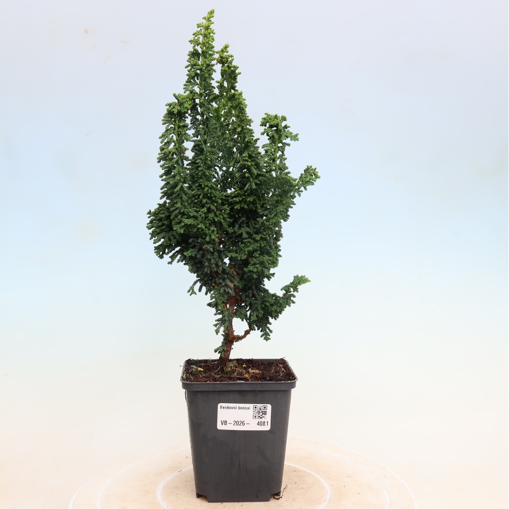 Bonsai zewnętrzne - Cham. obtusa SEKKA HINOKI - Cyprys