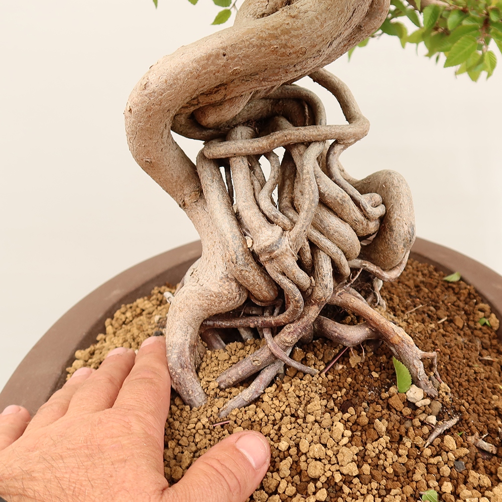 Bonsai plenerowe - Carpinus Coreana - grab koreański
