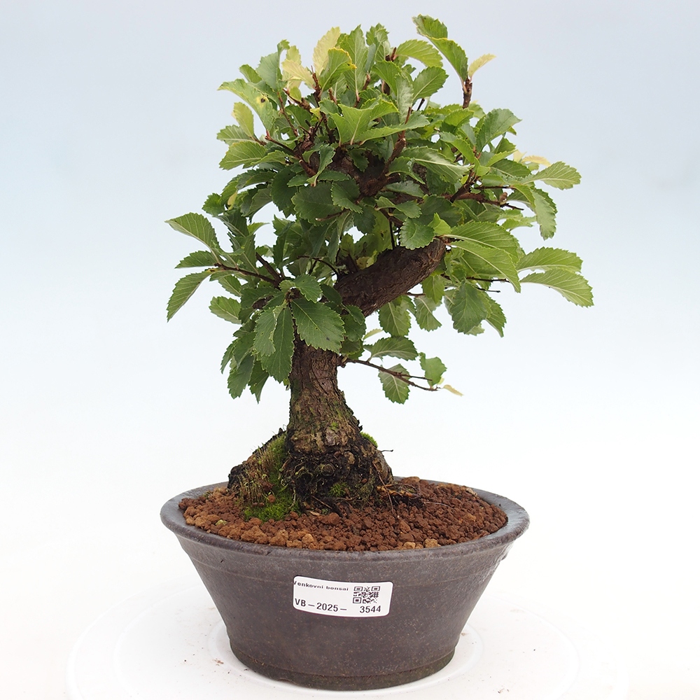 Bonsai zewnętrzne - Zelkova - Zelkova NIRE