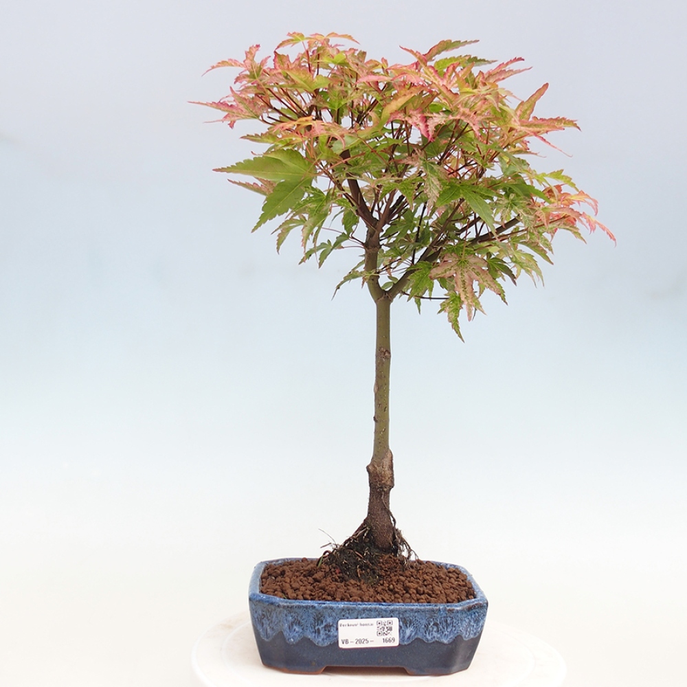 Klon - Acer palmatum Beni Tsukasa