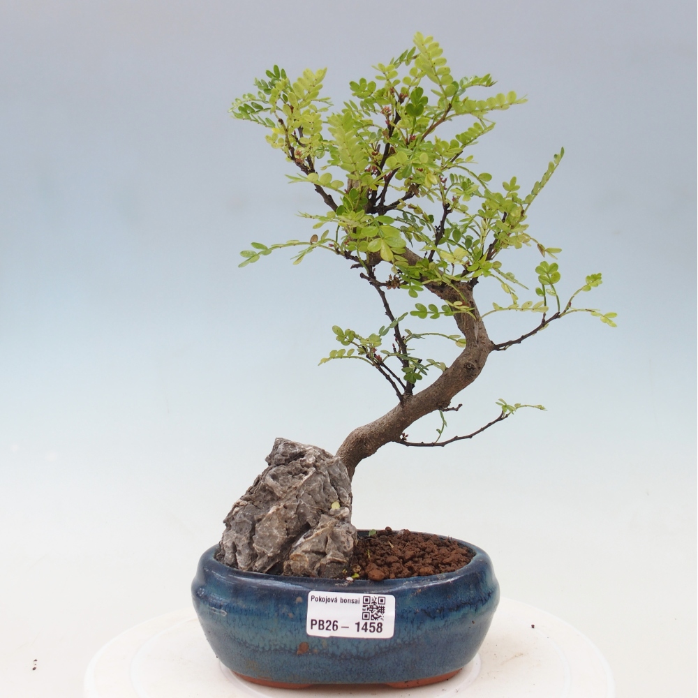 Pokój bonsai - Zantoxylum piperitum - drzewo pieprzowe