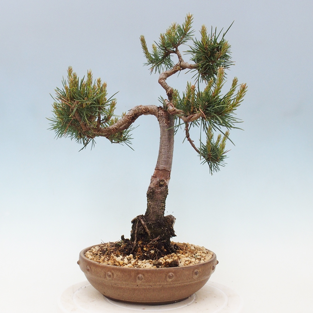 Outdoor bonsai - Pinus Sylvestris - sosna zwyczajna