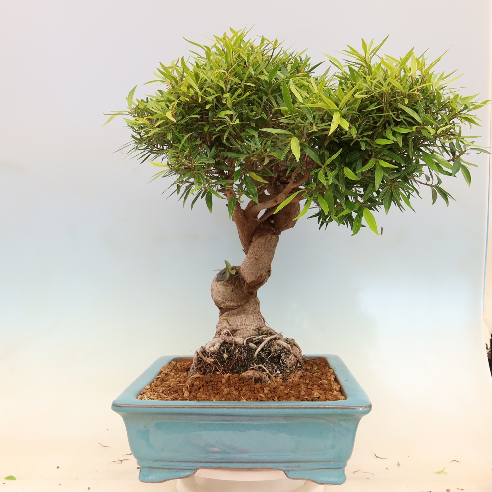 Pokój bonsai - Ficus nerifolia - figowiec drobnolistny