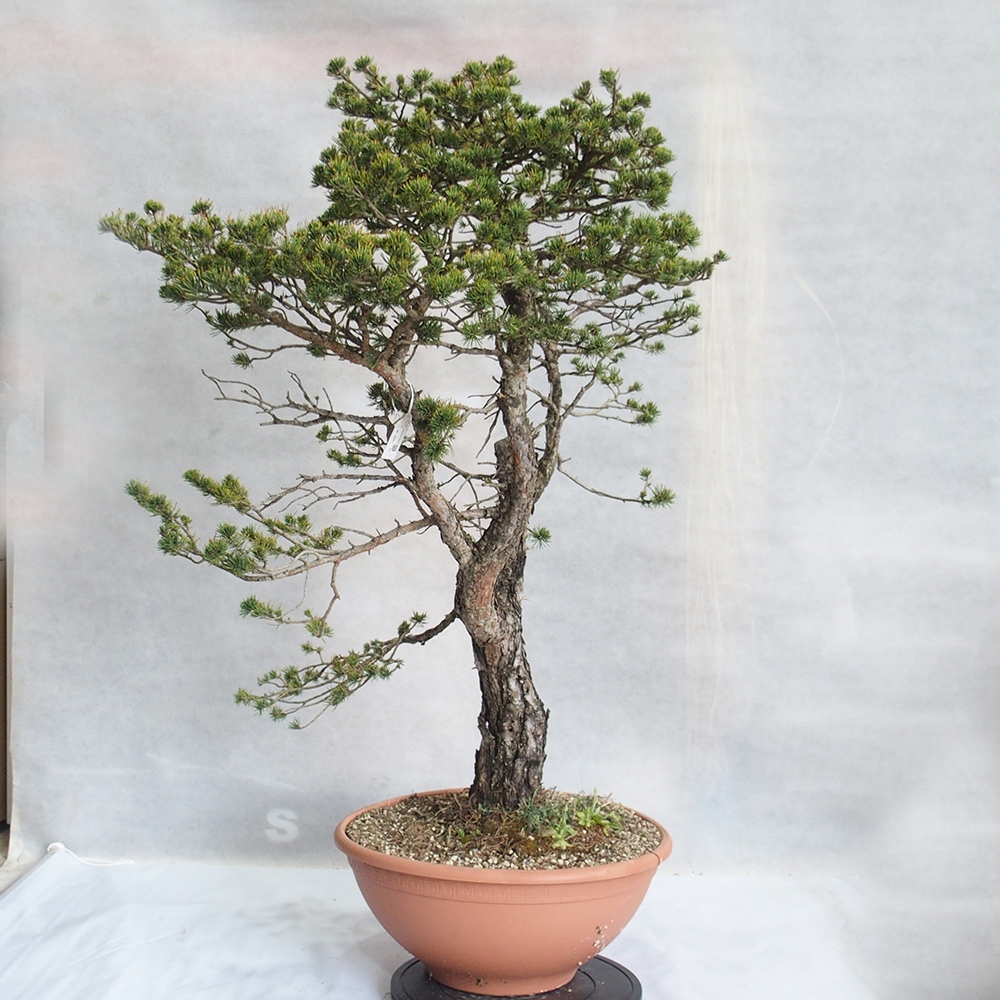 Yamadori - Pinus sylvestris 