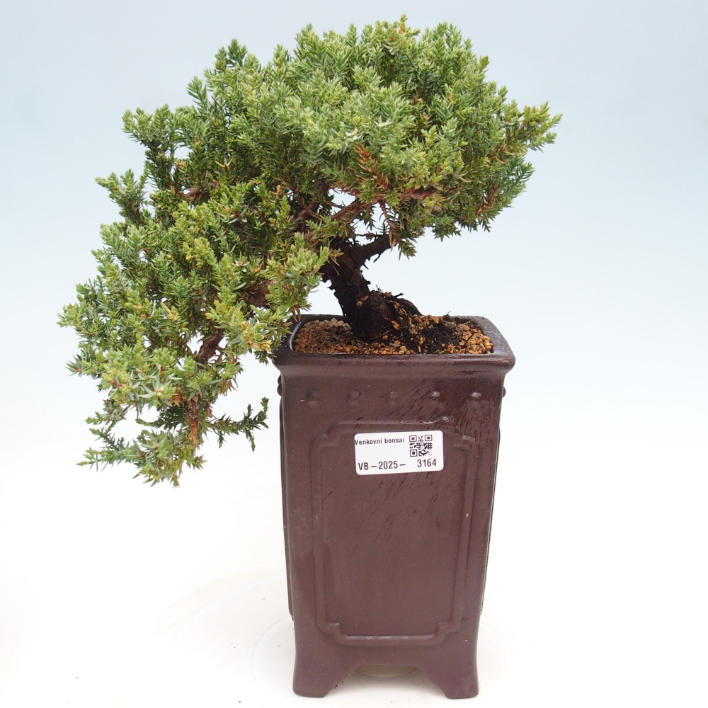 Bonsai na świeżym powietrzu - Juniperus procumbens - Jałowiec prostaty