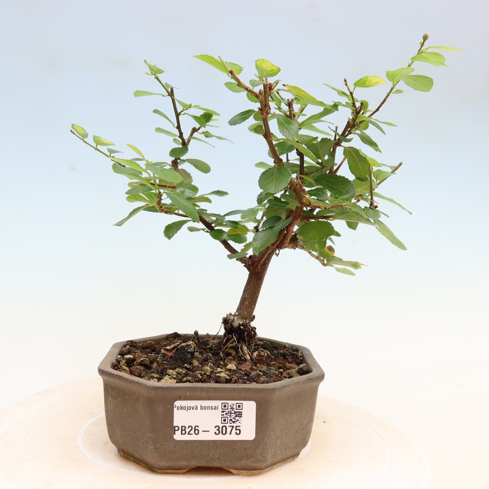 Bonsai pokojowe – Grewia occidentalis – Gwiazdnica lawendowa