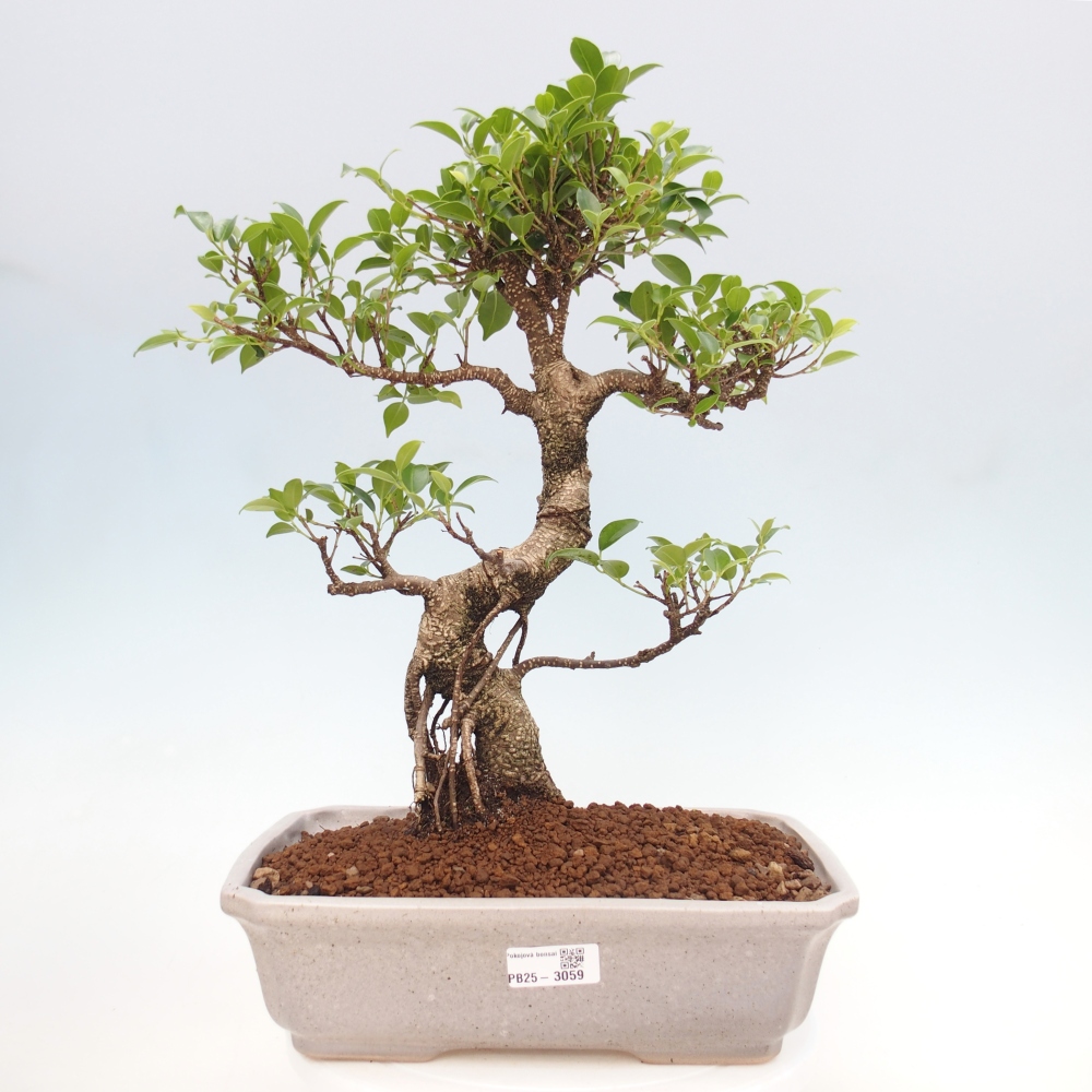 Kryty bonsai - Ficus kimmen - figowiec drobnolistny
