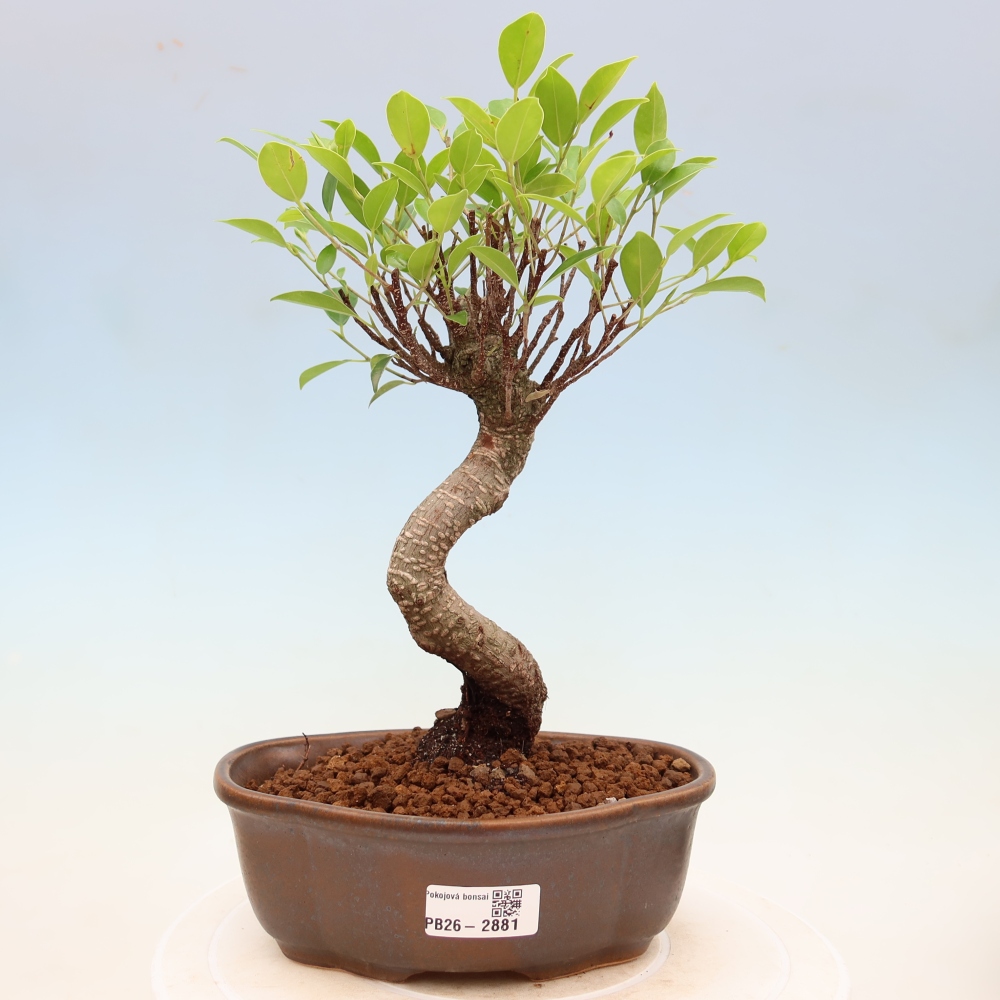 Pokój bonsai - Ficus kimmen - figowiec drobnolistny