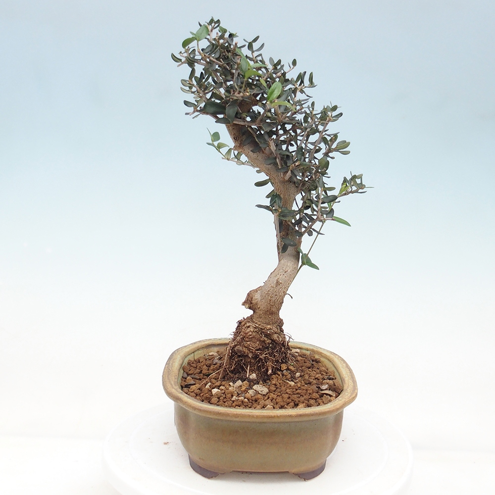 Bonsai do wnętrz - Olea europaea sylvestris