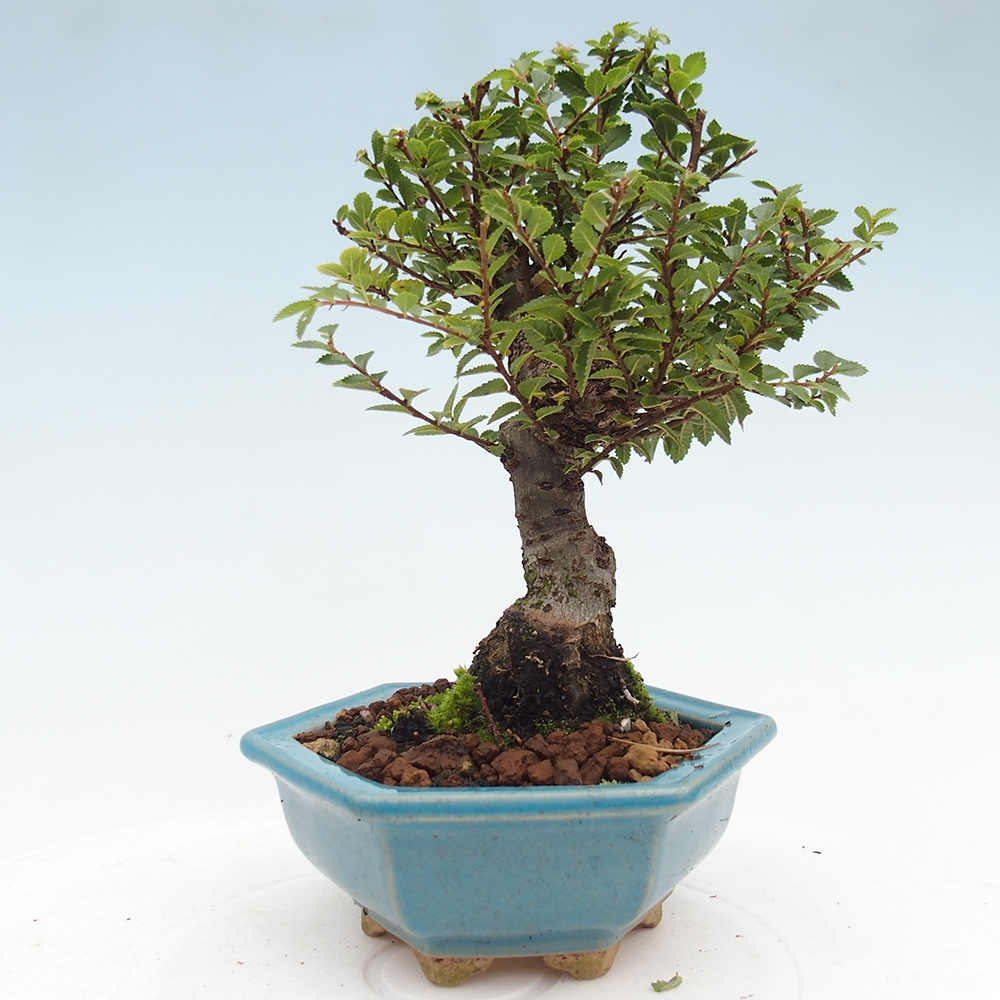 Bonsai zewnętrzne - Ulmus parvifolia Hokkaido - wiąz chiński