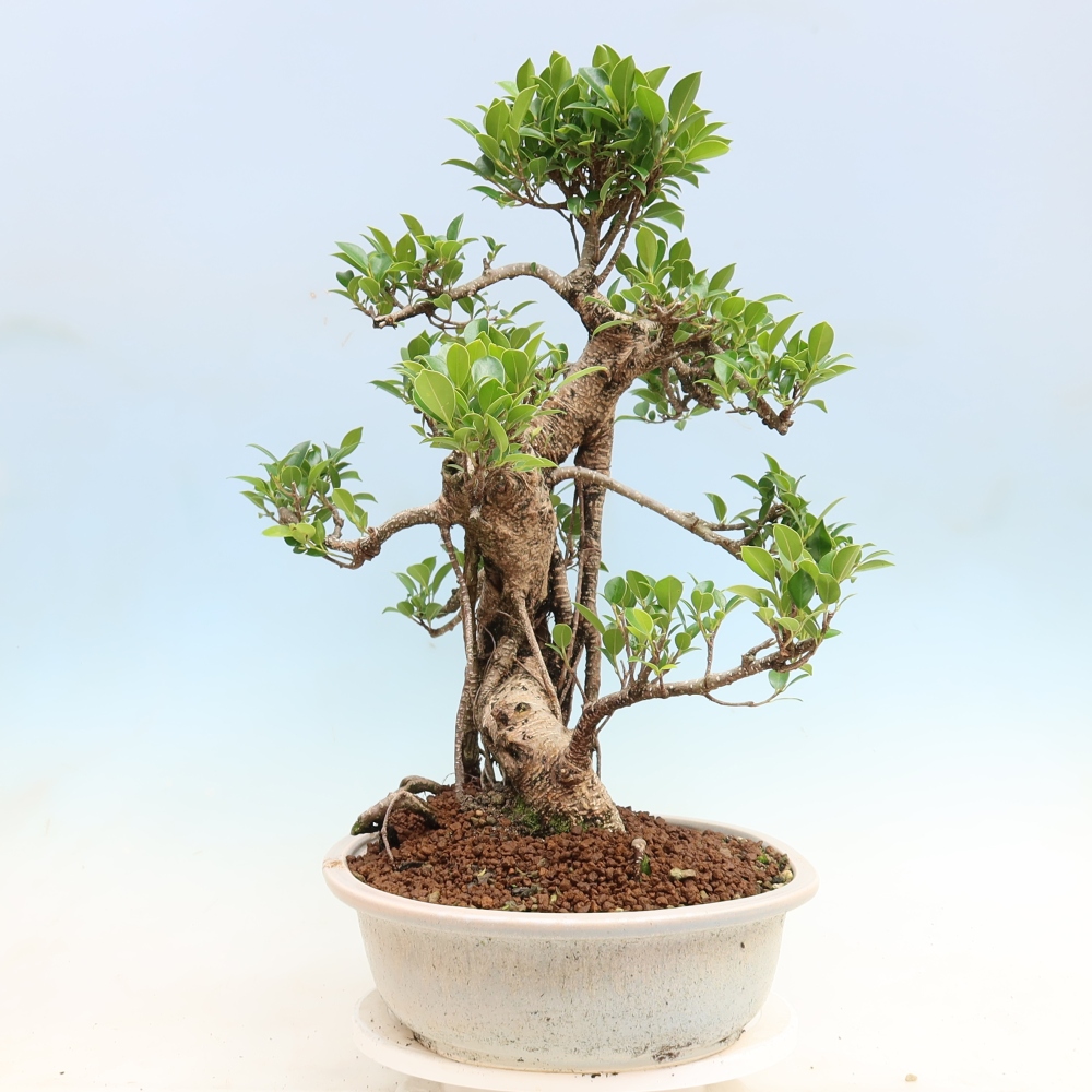 Pokój bonsai - Ficus kimmen - figowiec drobnolistny