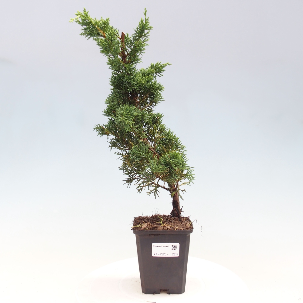 Outdoor bonsai - Juniperus chinensis Kishu - chiński jałowiec