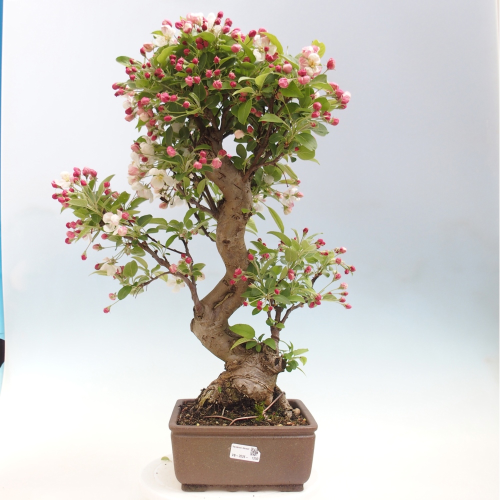 Outdoor bonsai - Malus halliana - Jabłoń drobnoowocowa