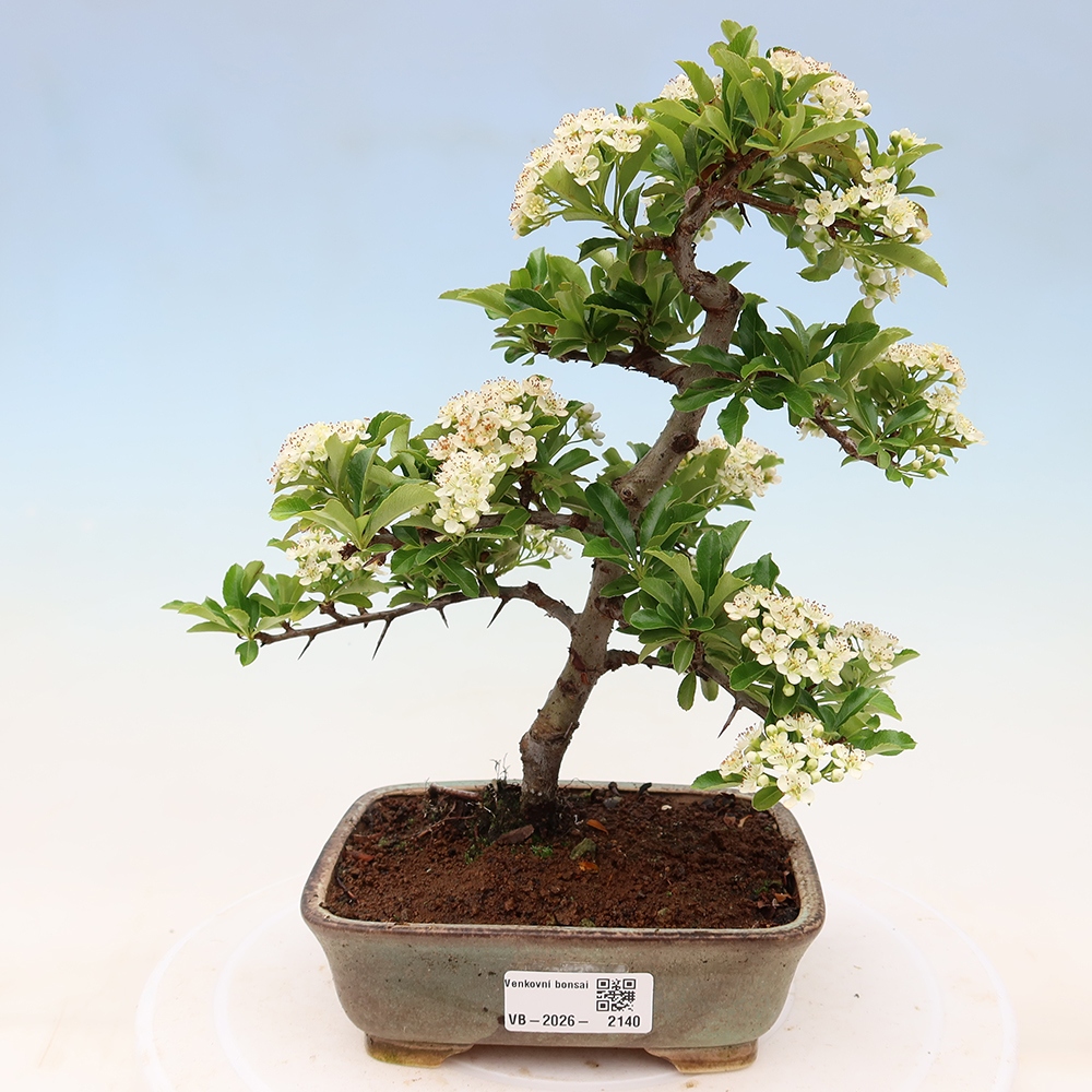 Bonsai ogrodowe – Pyracantha teton – ognik szkarłatny