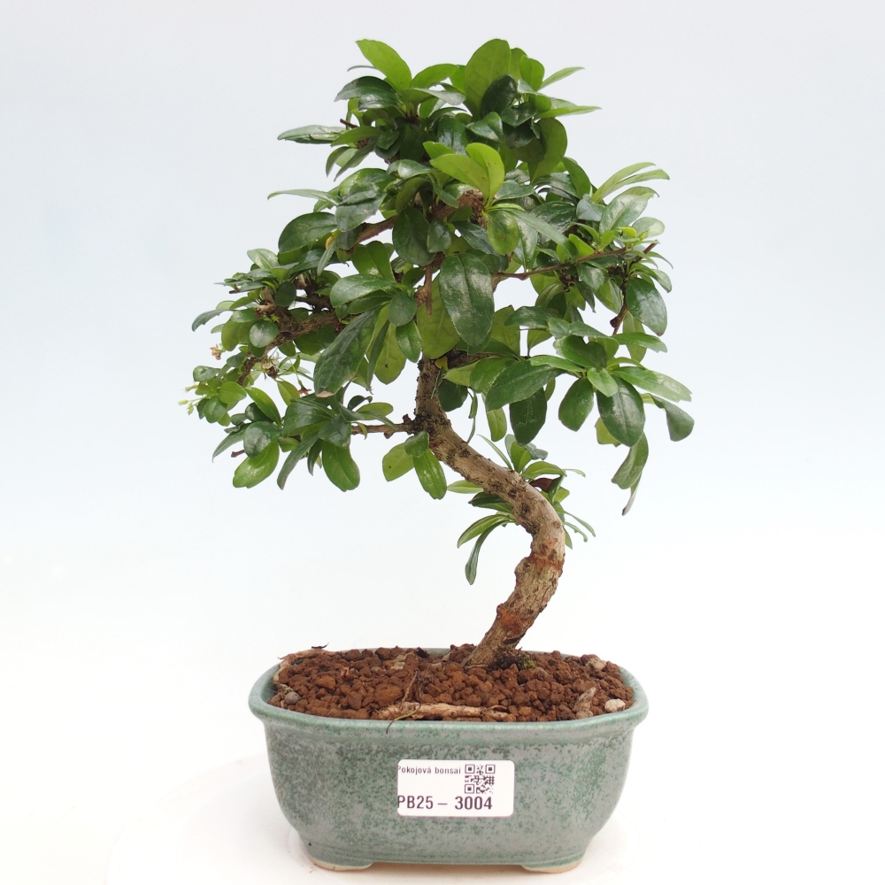 Bonsai wewnętrzne - Carmona makrophylla - Herbata Fuki