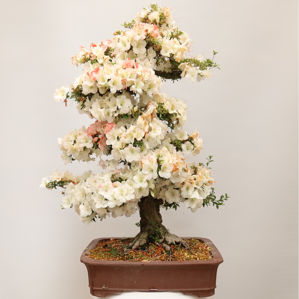 Bonsai zewnętrzne - Azalia japońska - Azalia Tochizumi