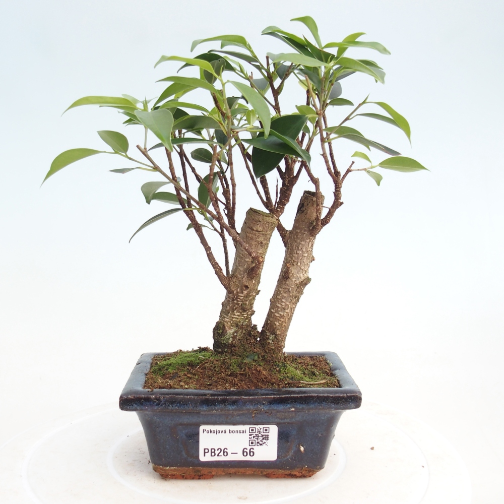 Pokój bonsai Ficus retusa kimmen