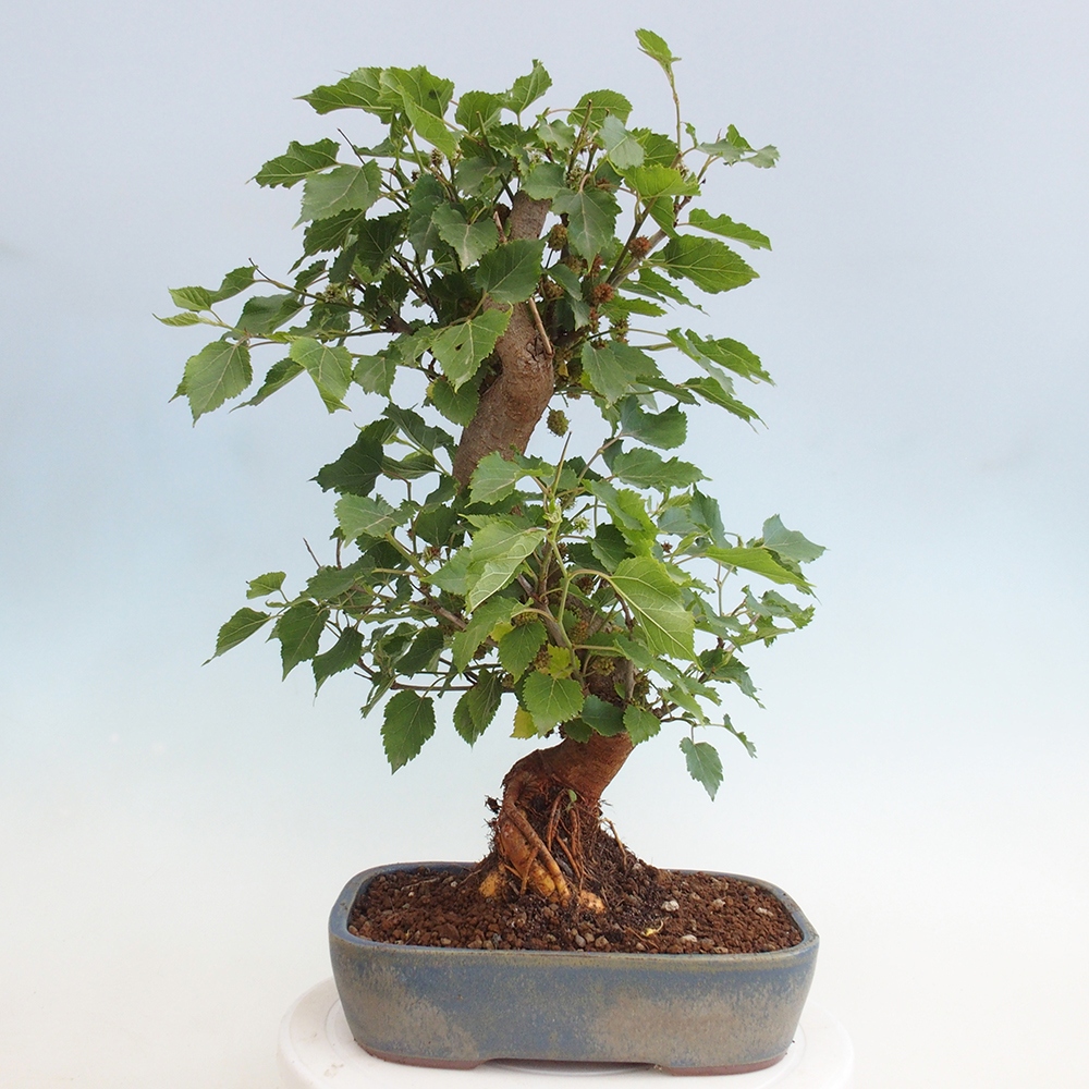 Bonsai outdoor - Morus alba - morwa