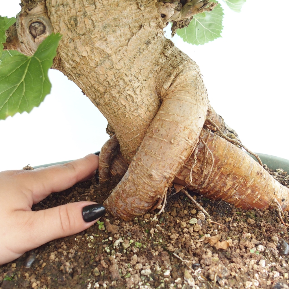 Bonsai outdoor - Morus alba - morwa