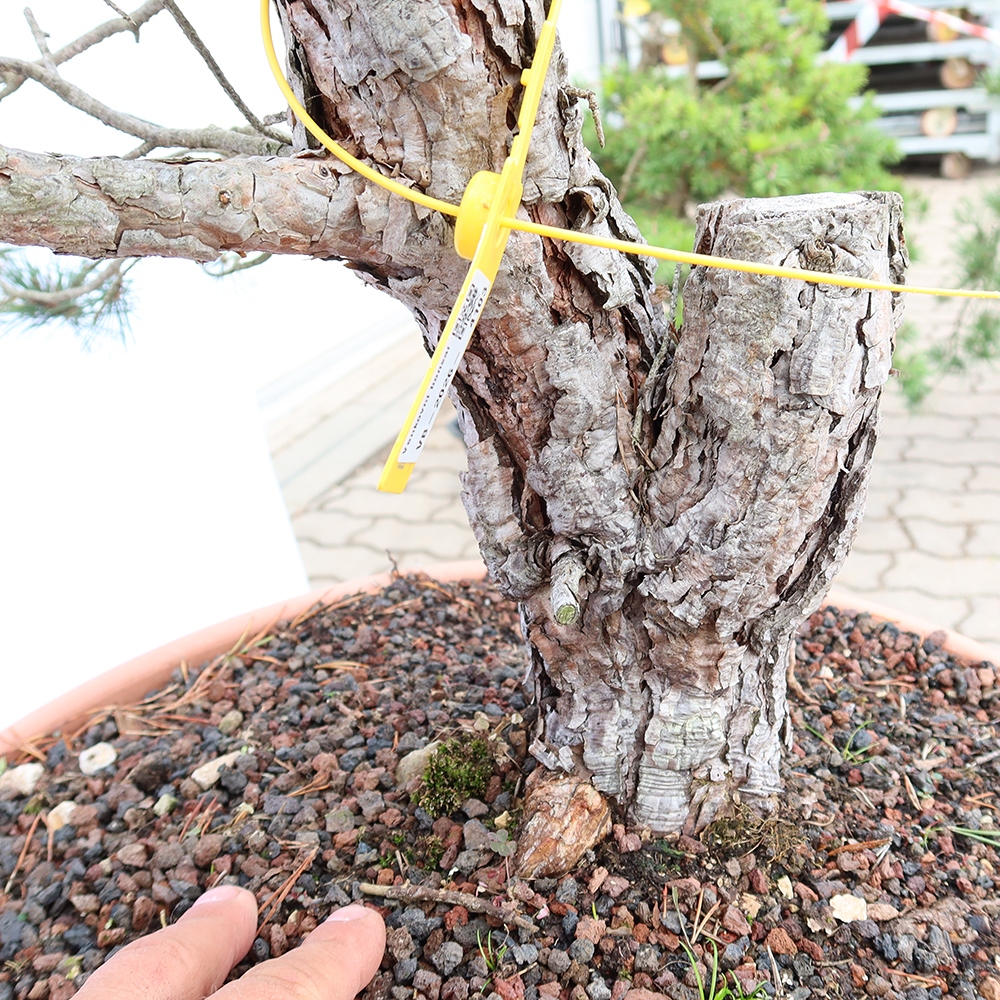 Pinus sylvestris Hiszpania – sosna zwyczajna