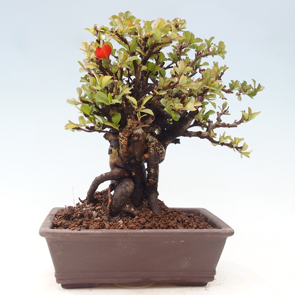 Bonsai zewnętrzne - Chaneomeles speciosa - Pigwa