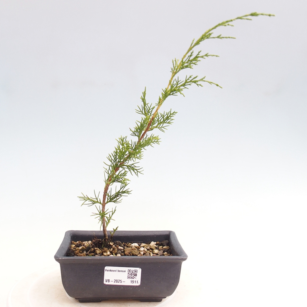 Outdoor bonsai - Juniperus chinensis Itoigawa - Jałowiec chiński