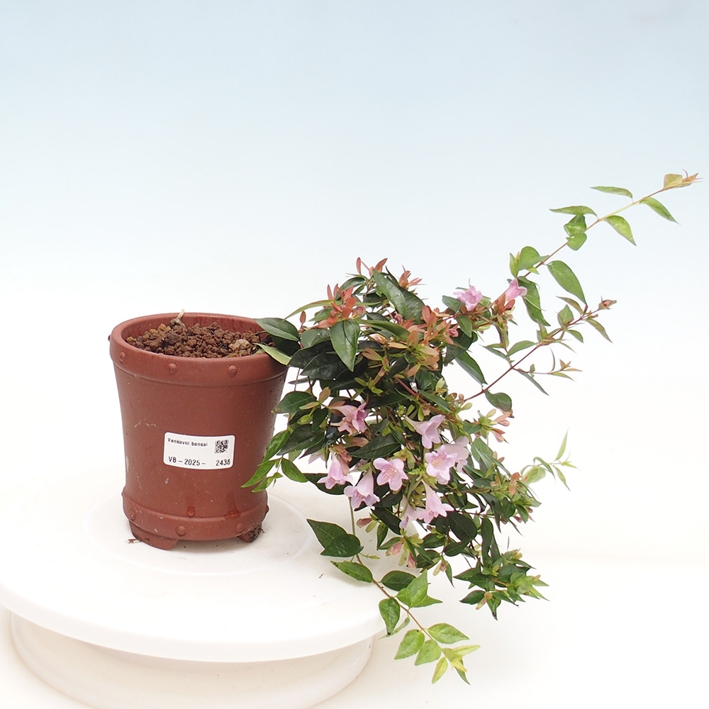 Bonsai zewnętrzne - Abelia Grandiflora - Abelia grandiflora