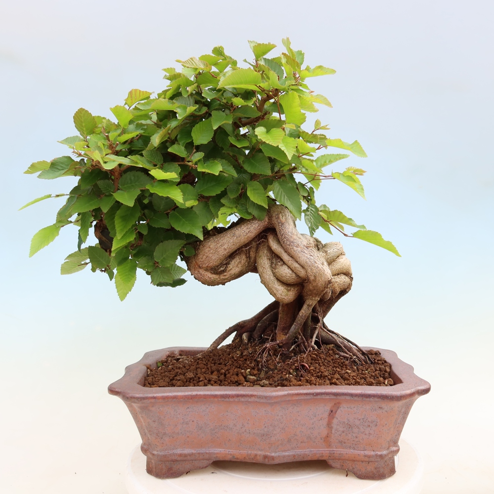 Outdoor bonsai - Carpinus coreana - grab koreański