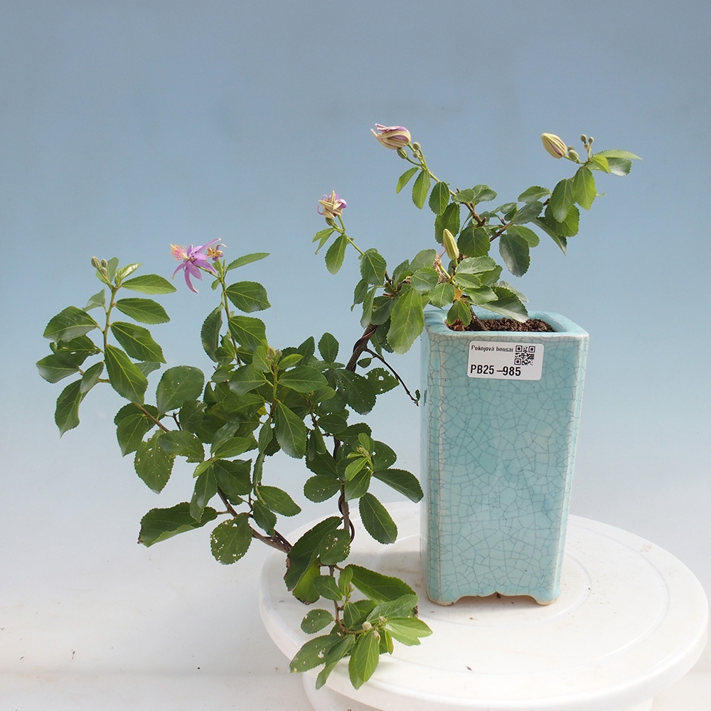 Kryty bonsai - Grewia occidentalis - Lawendowa gwiazda