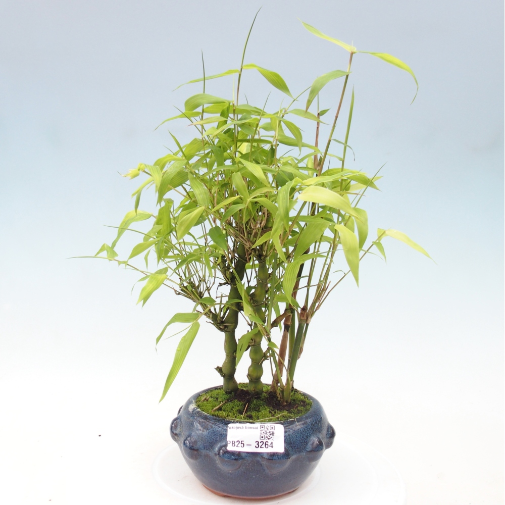 Room bonsai - Bamboo budha - Bamboo budha belly