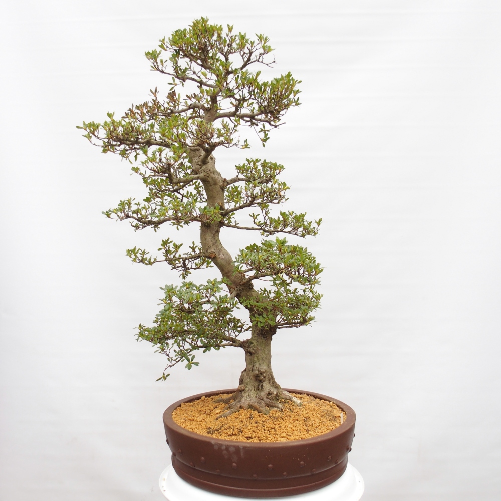 Bonsai zewnętrzne - Azalia japońska - Azalia Ai-no-Tsuki