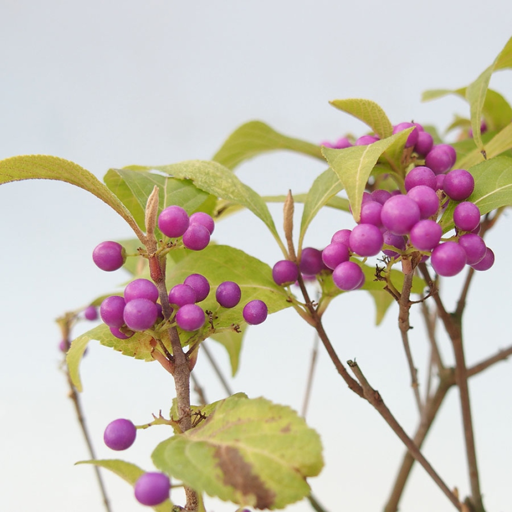 Bonsai ogrodowe – pięknoowocówka – Callicarpa bodinierova ‘Profusion’
