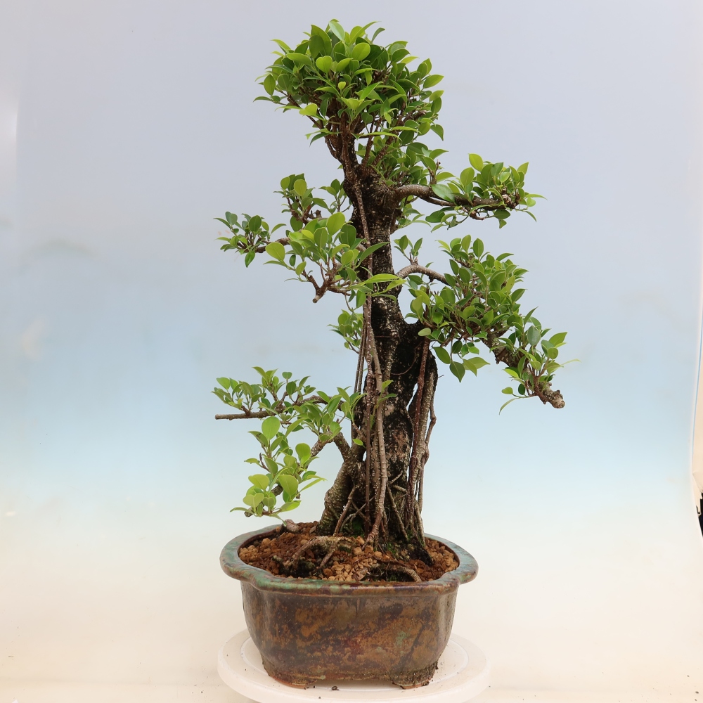 Pokój bonsai - Ficus kimmen - figowiec drobnolistny