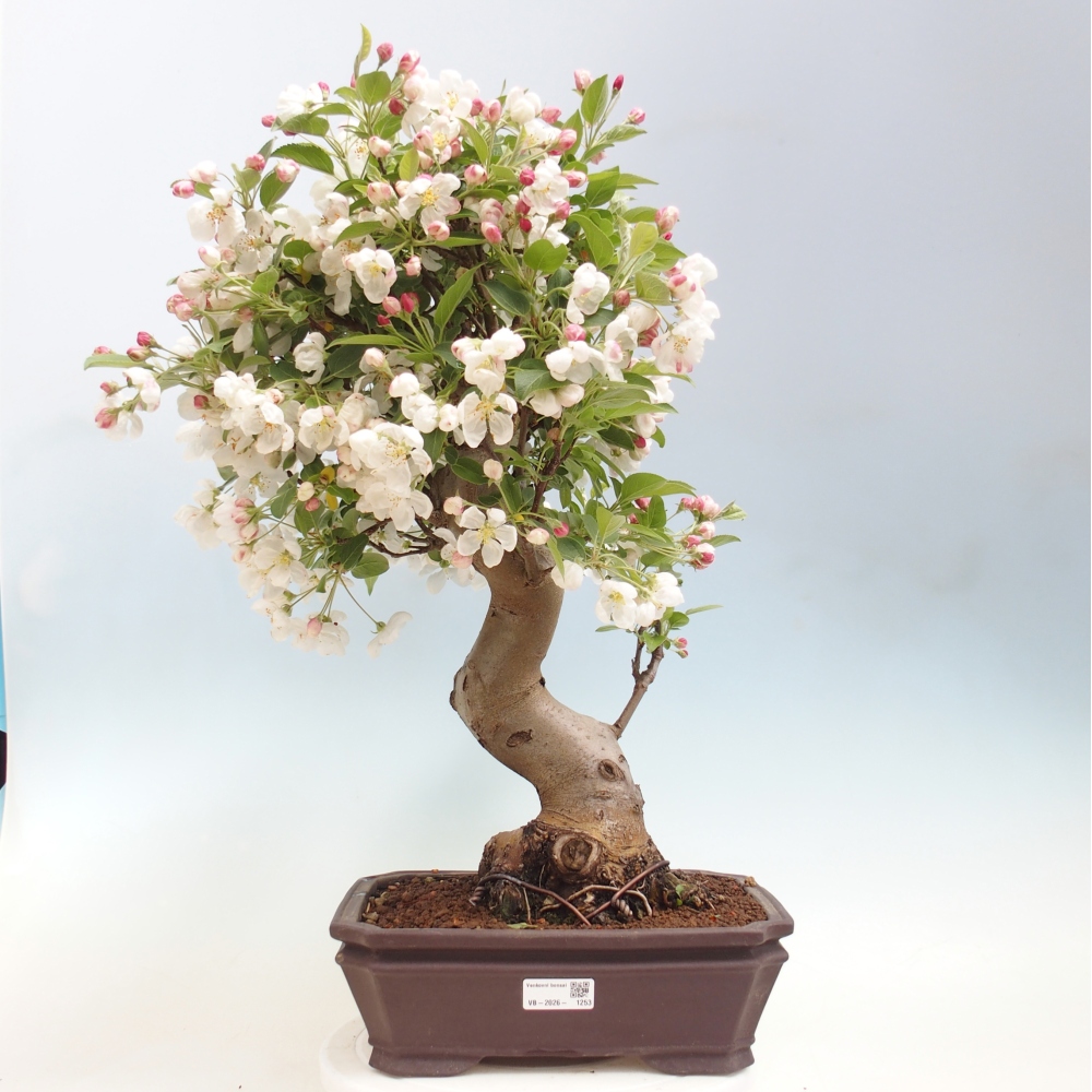 Outdoor bonsai - Malus halliana - Jabłoń drobnoowocowa