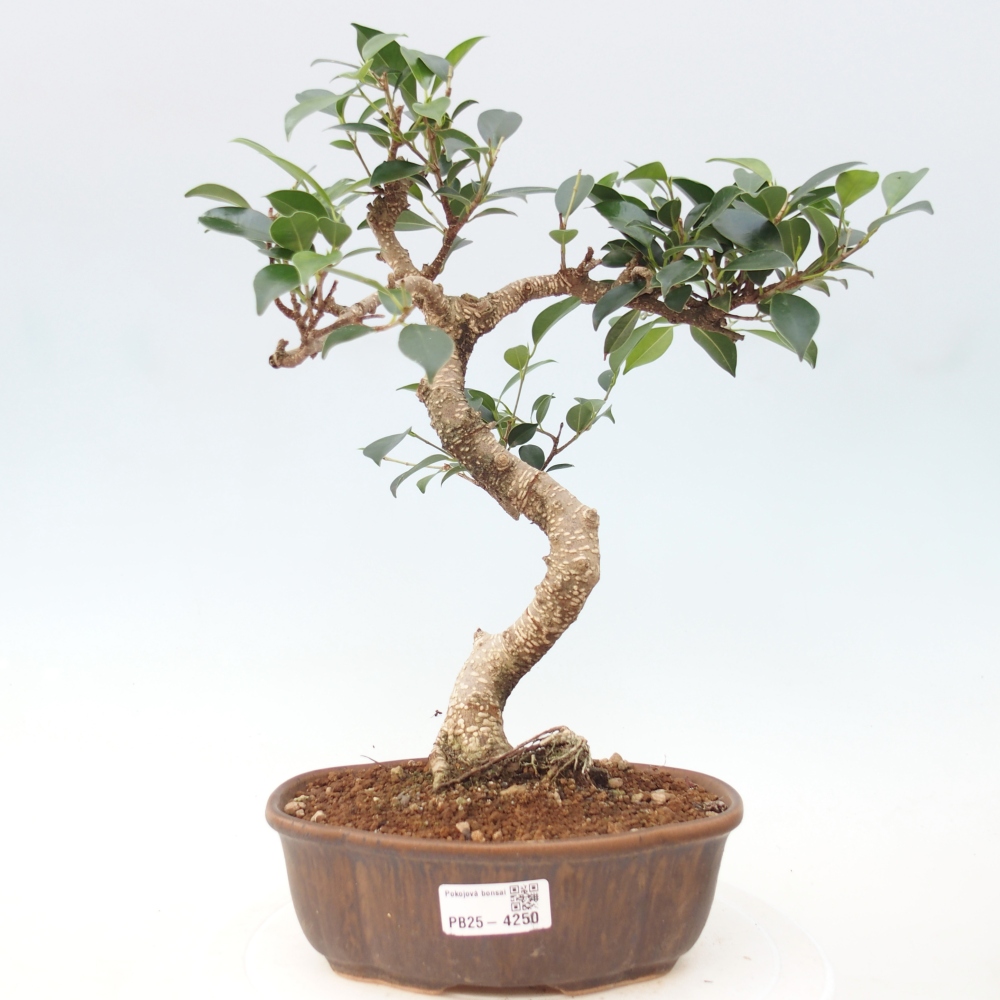 Pokój bonsai - Ficus retusa - figowiec drobnolistny